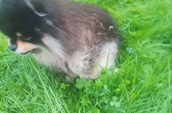 Найдена собака, Москва, фото: Собака найдена, 46Н-06095, Москва