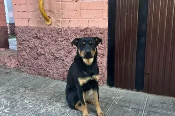 Найдена собака, Брянск, фото: Собака найдена на ул. Камозина, Брянск