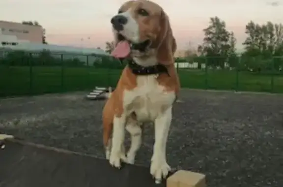 Собаки потеряшки, Москва, фото: Потеряшка собака, ул. Перерва 14, Москва