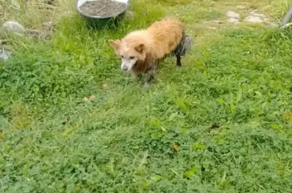 Пропала лайка, Придорожная 64