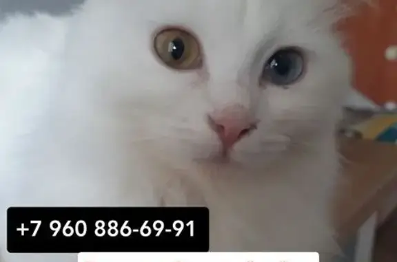 Пропала кошка на Даугавской, 9, Волгоград