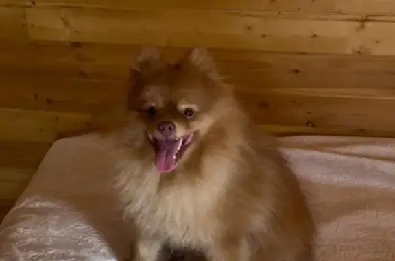 Пропала собака, ул. Дзержинского, Северодвинск