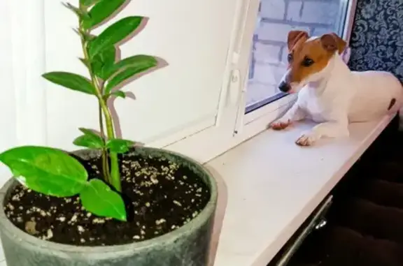 Собаки потеряшки, Ставрополь, фото: Потеряшка собака, ул. Пирогова, Ставрополь