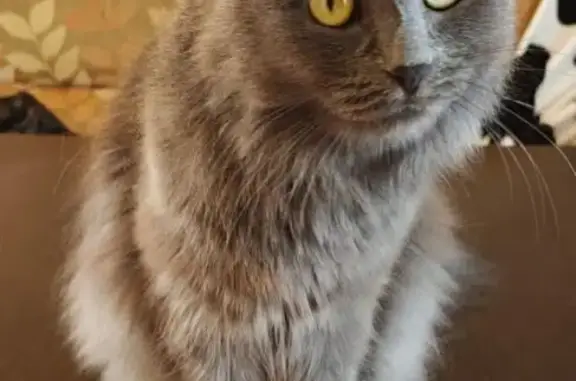 Пропала кошка, Советская 48, Сукко