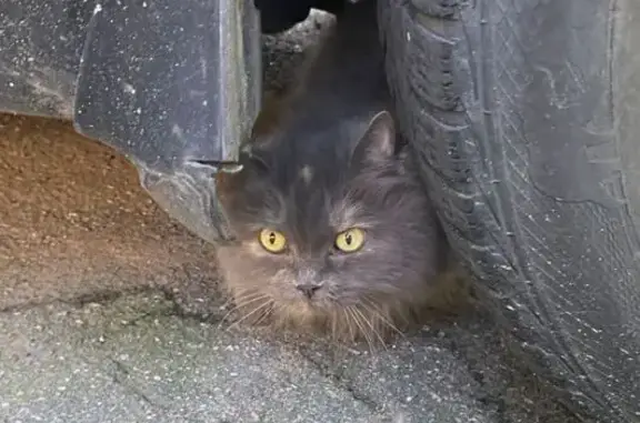 Кошка найдена: Мариинский пр., СПб