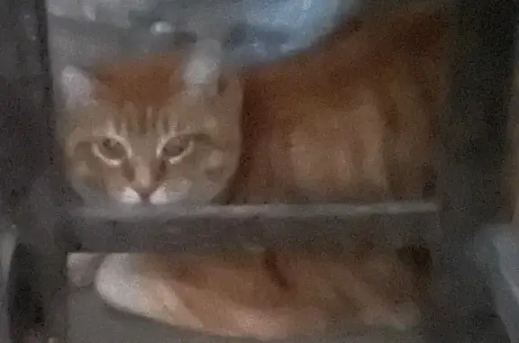 Кот найден в сарае, Белорусская ул., Ростов-на-Дону