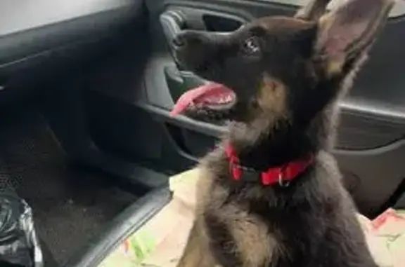 Пропала собака, Завалишина 11, Челябинск