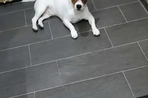 Собака найдена: Электронная ул., 10Б, Саратов