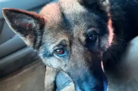 Пропала собака на ул. Гладкова, 12