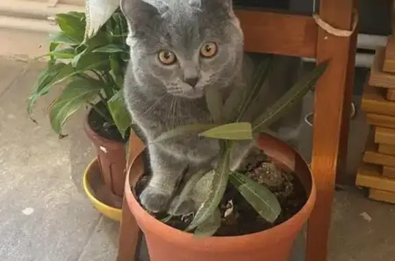 Пропала кошка, ул. Пушкина 8, Туапсе