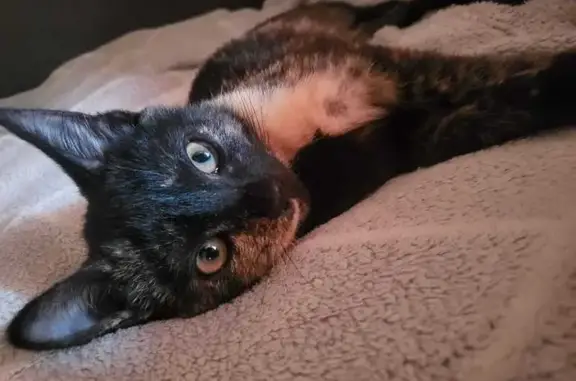 Пропала кошка, 5 мес., Андреевка 5