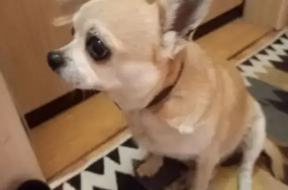 Найдена собака, Ликино-Дулёво, фото: Чихуахуа найден у Магнита, ул. 1 Мая