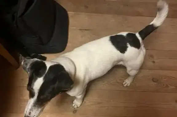 Найдена собака, , фото: Собака найдена на ст. Пнциферово, МО