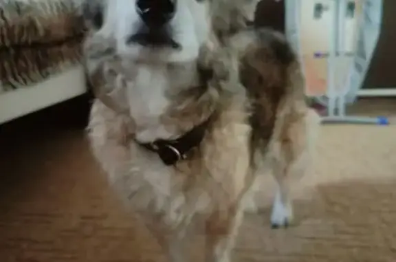 Собаки потеряшки, Коряжма, фото: Потеряшка собака, Коряжма, разобранка жд