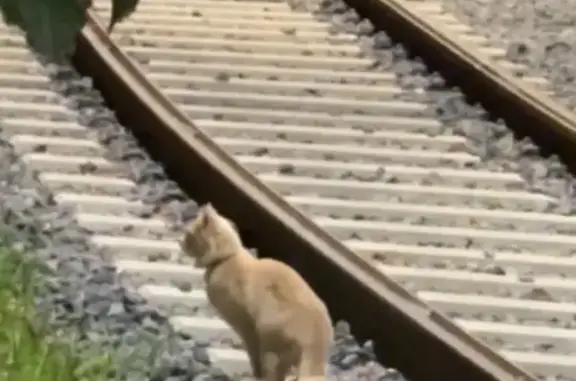 Найдена кошка, Нижний Новгород, фото: Кошка найдена: Зеленский съезд, НН