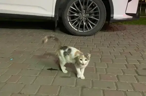 Кошка найдена на Алтайской 20, Горно-Алтайск