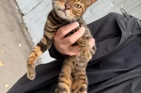 Найдена кошка, Бескудниковский бул., 40к1