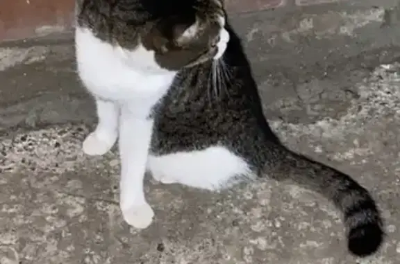 Кошка найдена: ул. Шаляпина, 12, Казань