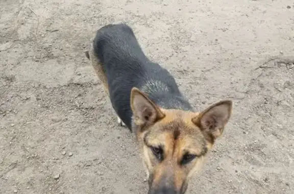 Найдена собака, Выездное, фото: Найдена овчарка, Колхозная 1, Выездное