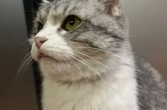 Найдена кошка, Казань, фото: Найдена кошка, ул. Ак. Глушко, Казань