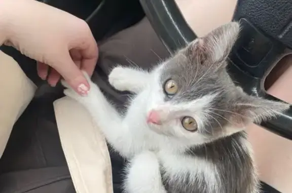 Найдена кошка, Челябинск, фото: Кошка найдена: ул. Гагарина, 31, Челябинск