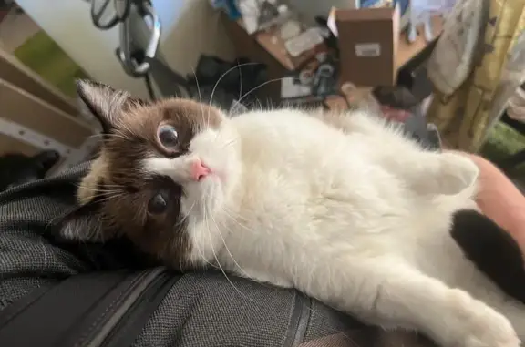 Пропала кошка, ул. Лебедева 105, Томск