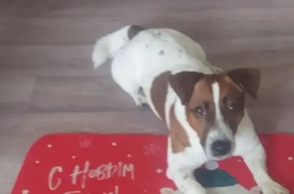 Найдена собака, Усинск, фото: Джек Рассел найден, Молодёжная 18, Усинск