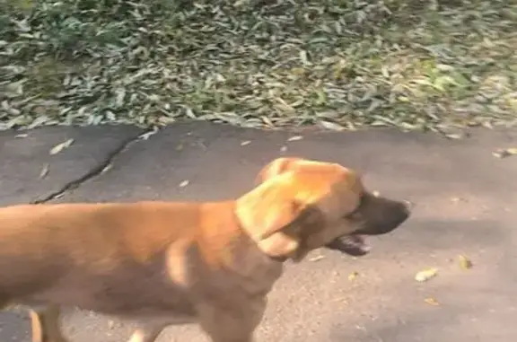 Найдена собака, Москва, фото: Найдена собака, Оренбургская ул., 24 к2