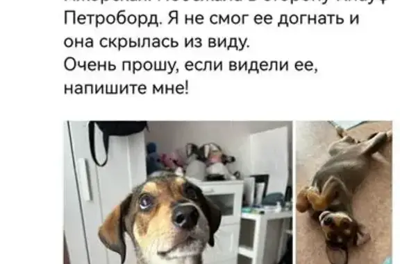 Собаки потеряшки, Коммунар, фото: Потеряшка собака, ул. Просвещения, 1