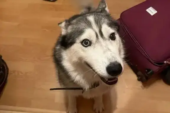 Собаки потеряшки, Владимир, фото: Потеряшка собака, Тракторная 6, Владимир