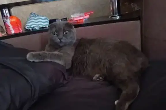 Пропала кошка, Февральская ул., Сальск