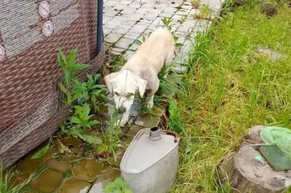 Собаки потеряшки, Казань, фото: Потеряшка собака, Беломорская ул., Казань