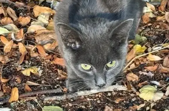 Кот найден у 6 поликлиники, Ставрополь