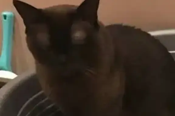 Пропала кошка, Бугровское поселение