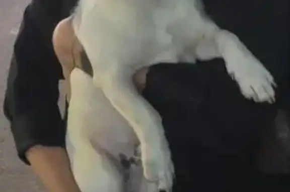 Найдена собака, ул. Ленина, Элиста