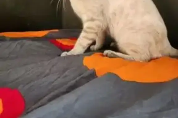 Кошки потеряшки, Брянск, фото: Потеряшка кошка, Верхняя Лубянка 111, Брянск