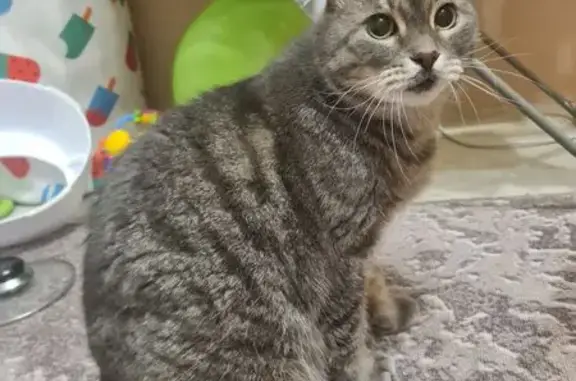 Найдена кошка, Миасс, фото: Кошка найдена: ул. Вернадского, 42, Миасс