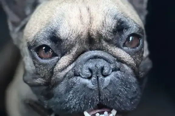 Пропала собака, Вологодская обл.