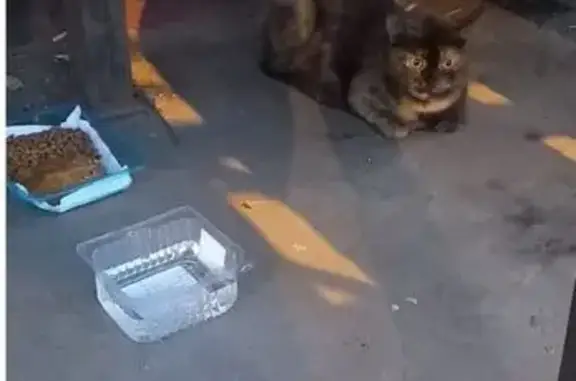 Кошка найдена на Новогиреевской, Москва