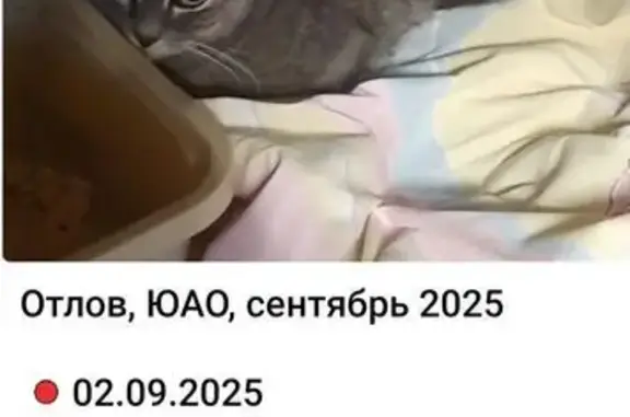 Кошка найдена: Кавказский бульвар, 40