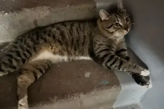 Кошка найдена: Монастырская 155, Пермь