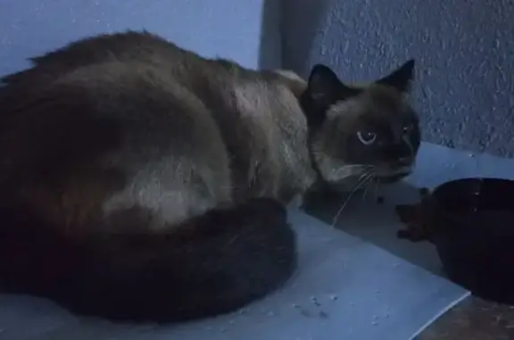 Найдена кошка, Екатеринбург, фото: Найдена сиамская кошка, Ясная ул., Екатеринбург