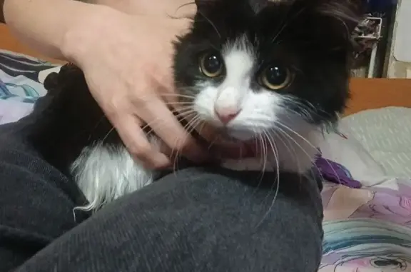 Найдена кошка, Сыктывкар, фото: Кошка найдена, ул. Комарова 26/1, Сыктывкар