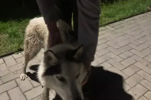 Собака найдена в Воронцовском пер., Мурино