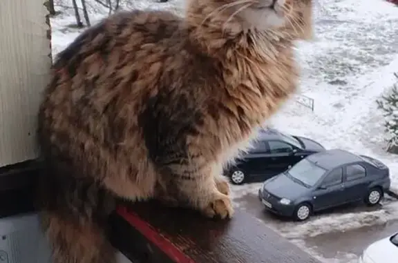 Кошка пропала в Порхове, Псковская обл.