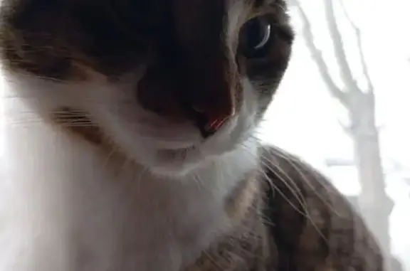 Пропала кошка, Спекова 32, Кандалакша