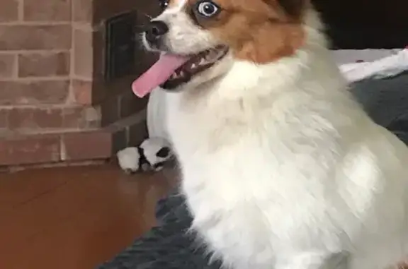 Найдена собака, Липецкая область, фото: Собака найдена в Новодмитриевке, Липецк