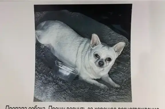 Пропала собака, Каштановый пер., 9, Аксай