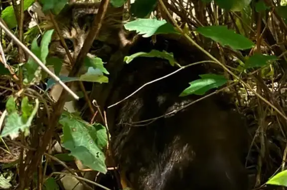 Найдена кошка, Санкт-Петербург, фото: Найдена кошка у ТЦ Парк Молл, СПб