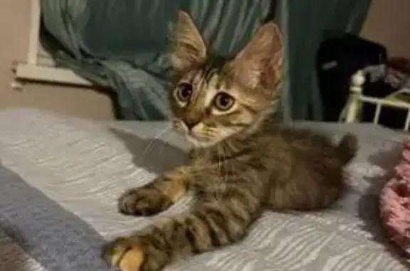 Кошки потеряшки, Волгодонск, фото: Потеряшка кошка, Ленина 94, Волгодонск